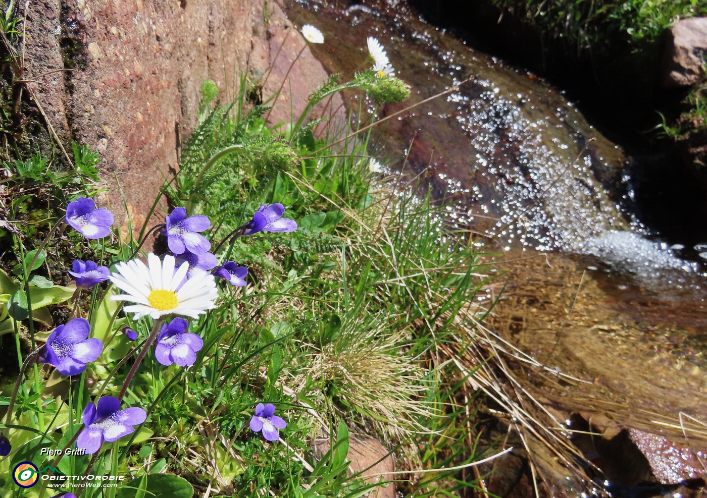 24 Pinguicula vulgaris con Leucanthemum.JPG